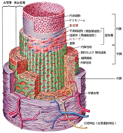動脈の構造